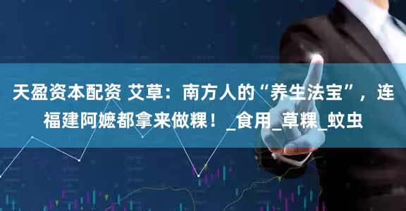 天盈资本配资 艾草：南方人的“养生法宝”，连福建阿嬷都拿来做粿！_食用_草粿_蚊虫