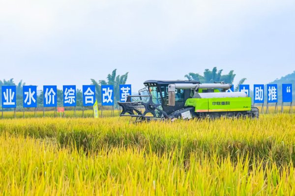 牛盈宝 广东农机手稻田竞技“减损” 守护粮食“颗粒归仓”